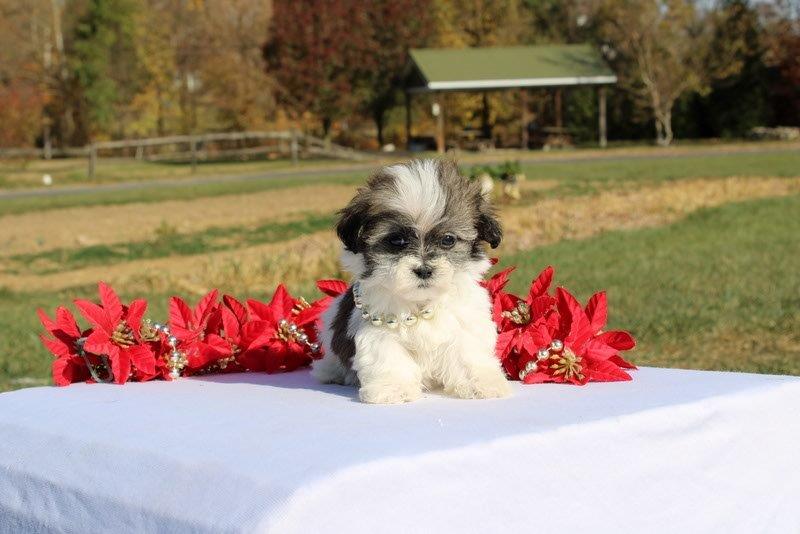 puppy, for, sale, Mal - Shi, Matthew B. Stoltzfus, dog, breeder, Gap, PA, dog-breeder, puppy-for-sale, forsale, nearby, find, puppyfind, locator, puppylocator, aca